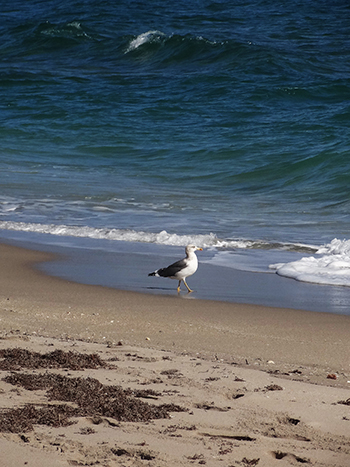 Seagull strolls Hillsboro Beach shoreline.